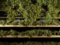 Dying of the Buds in the Distillery's Attic